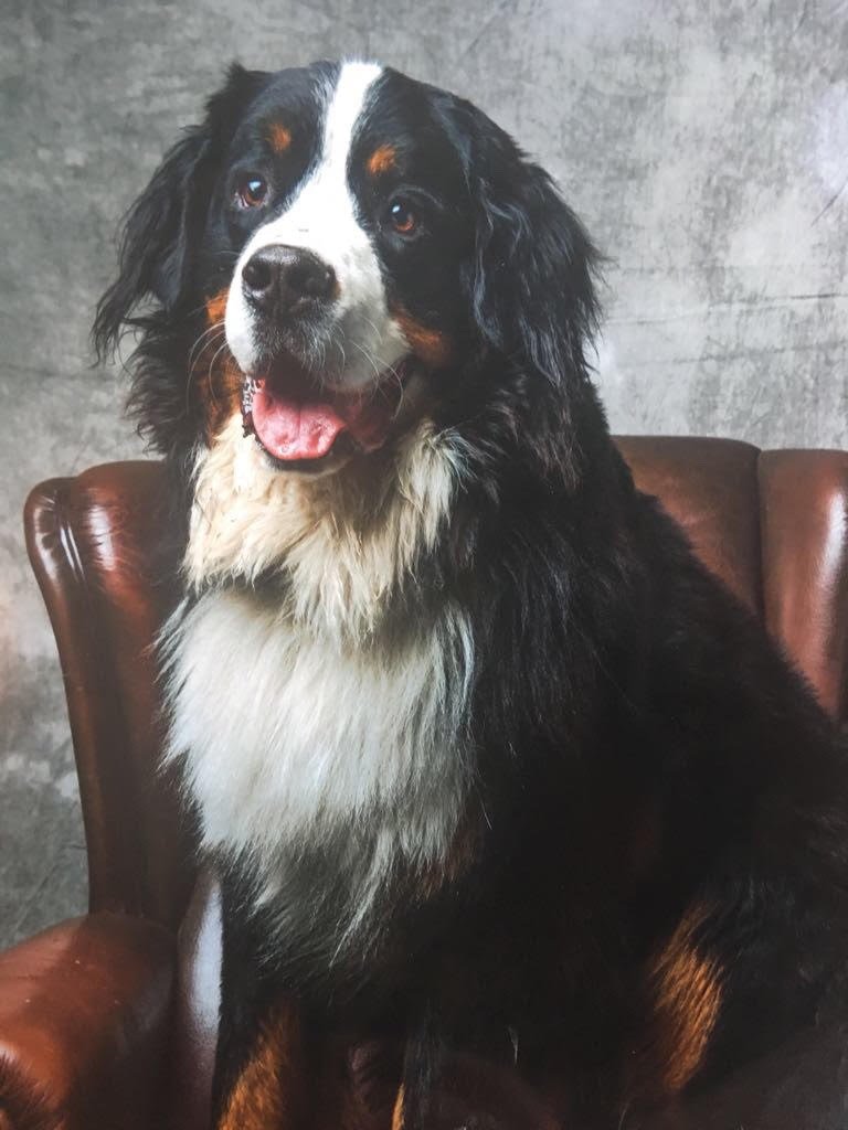 Johnny the Bernese Mountain Dog sitting in a leather chair